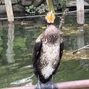 hayateの画像