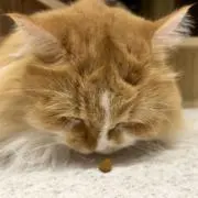 あるぱかの画像