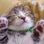 ちゃま