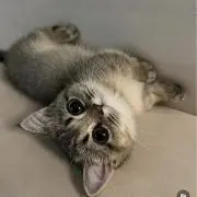 にゃんちゅの画像