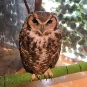 まてぃの画像