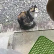ノラネコの画像
