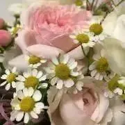 ももともの画像