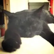 めぐ