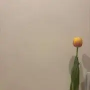 きぬの画像
