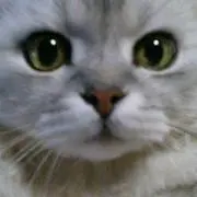 まゆりーぬ