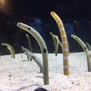 しゃろの画像