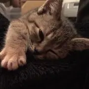 SEIの画像