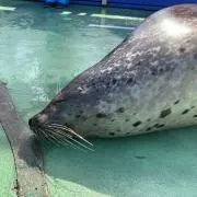 ぽんずの画像