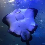 ひろパパの画像