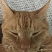 にゃん吉の画像