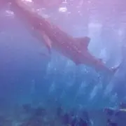 ぶはぶは