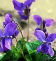 Violet