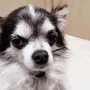 よっちゃんの画像