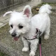 Image of マル
