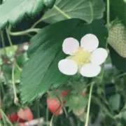 ※購入前プロフ必読の画像