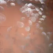 こーき