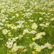 秋桜ママの画像