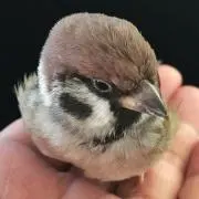 疾風怒濤の画像