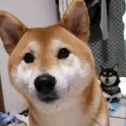 ぼむの画像