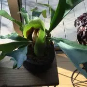 NONA