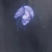 なぎの画像