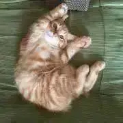 シ