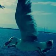 とんこつ