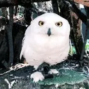 たろう
