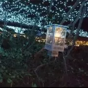 くれりあの画像