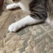 もくもくの画像