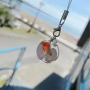 SACCHIの画像