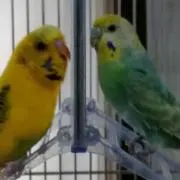 まえっちの画像