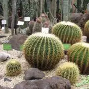 さぼてんの画像