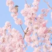 さくらさくの画像