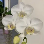 kyonの画像