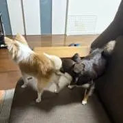 ちぐ なちの画像