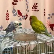 かめっぱの画像