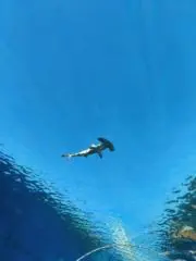 Rainbowの画像