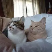 ほりっぷの画像