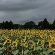 Merciの画像