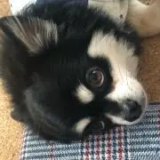 りんご