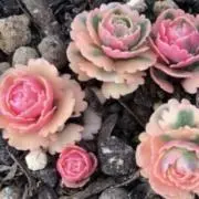 ￼￼￼niwa time(旧ハニータ⁂)の画像