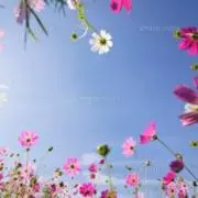 Luchanの画像