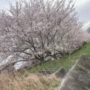 麻の画像