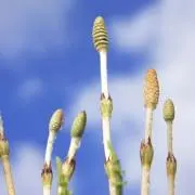つくしの画像