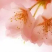 ひめ