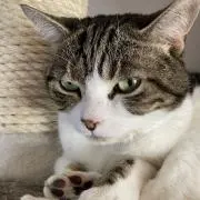 おしげ