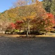 ヨシの画像