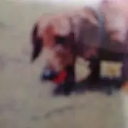 まんま